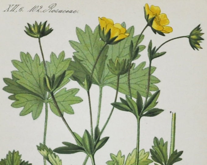 Alpine Cinquefoil Print - Original Antique Botanical Print 1880s - Potentilla salisburgensis (plant flower seed garden yellow spring europe)