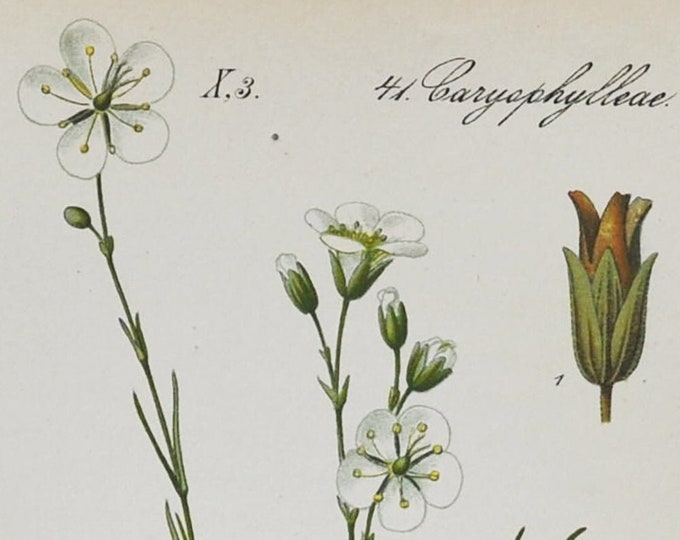 Sandwort Print - Original Antique Botanical Print 1880s - Alsine laricifolia (plant flower garden seed white minuartia caryophyllaceae alps)
