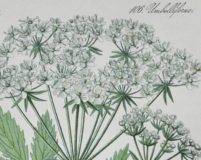 Austrian Pleurospermum Print - Original Antique Botanical Print 1880s - Pleurospermum austriacum (plant flower seed garden white europe)