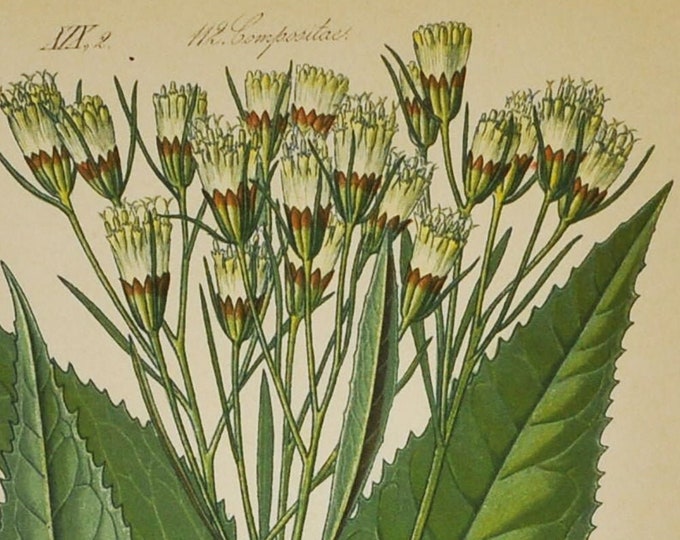 Senecio Cacaliaster Print - Original Antique Botanical Print 1880s - Senecio Cacaliaster (plant, flower, seed, wild, white, europe, alps)