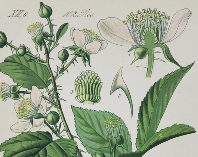Bramble Print - Original Antique Botanical Print 1880s - Rubus dumetorum (plant flower seed garden europe pink rose Rosaceae Rosoideae white