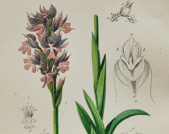 Three-Toothed Orchid Print - Original Antique Botanical 1880s - Orchis variegata or Neotinea tridentata (plant flower seed pink purple red)