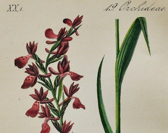Lax-Flowered Orchid Print - Original Antique Botanical 1880s - Orchis laxiflora (plant flower seed anacamptis jersey pink purple meadow)