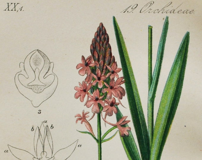 Pyramidal Orchid Print - Original Antique Botanical 1880s - Anacamptis pyramidalis (plant flower seed orchidaceae pink purple asparagales)
