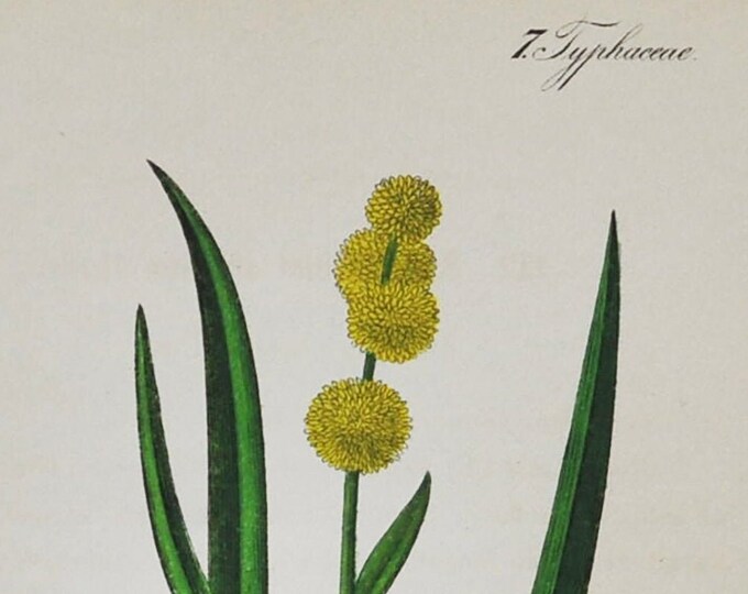 European Bur-Reed Print - Original Antique Botanical Print 1880s - Sparganium simplex / emersum (plant flower garden seed unbranched herb)
