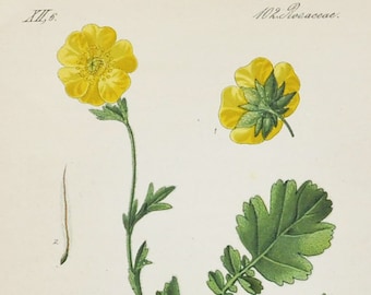 Alpine Avens Print - Original Antique Botanical Print 1880s - Geum montanum (plant flower garden seed Garden Merit roots medicine yellow)