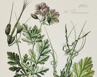 Common Stork's-Bill Print - Original Antique Botanical Print 1880s - Erodium ciconium (plant flower garden seed redstem filaree pinweed)