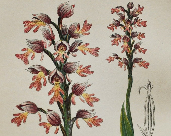 Military Orchid Print - Original Antique Botanical 1880s - Orchis militaris (plant flower seed orchidaceae italica pink purple asparagales)