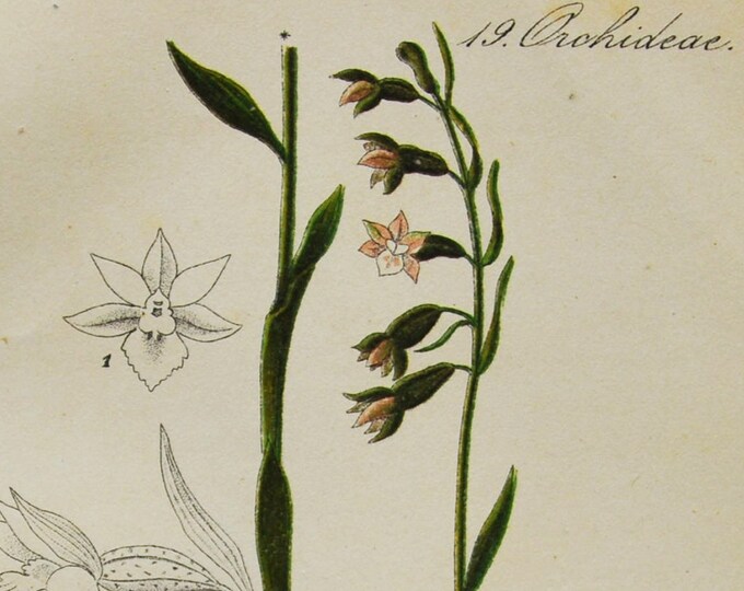 Small-Leaved Helleborine Orchid Print - Original Antique Botanical 1880s - Epipactis microphylla (plant flower seed orchidaceae Orchidaceae)