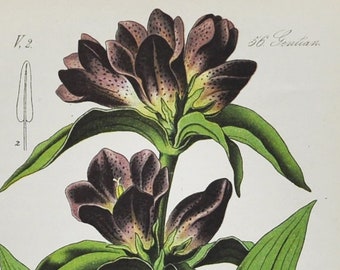 Hongaarse Gentiaan Print - Originele Antieke Botanische Print 1880s - Gentiana pannonica (plant bloemzaad tuin bruin meerjarige kruid paars)