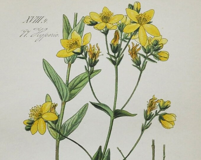 Hypericum Print - Original Antique Botanical Print 1880s - Hyperium barbatum (plant flower seed garden yellow europe greece bearded sepals)