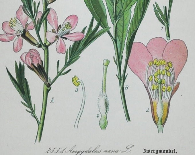 Dwarf Russian Almond Print - Original Antique Botanical Print 1880s - Amygdalus / Prunus nana (plant flower seed garden pink siberia)