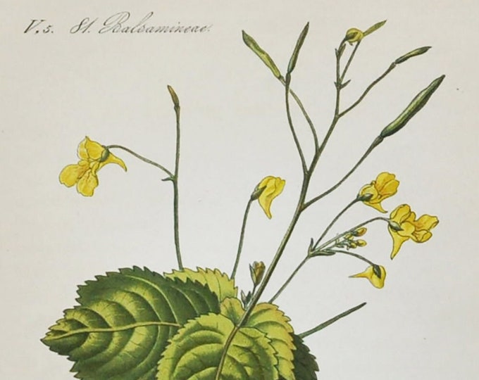 Small Balsam Print - Original Antique Botanical Print 1880s - Impatiens parviflora (plant flower seed garden small-flowered touch-me-not)