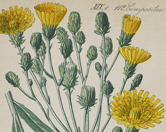 Canadian Hawkweed Print - Original Antique Botanical Print 1880s - Hieracium umbellatum canadense (plant flower garden seed yellow northern)
