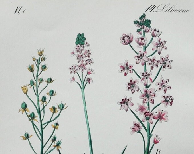 Autumn Squill Print - Original Antique Botanical Print 1880s - Scilla / Prospero autumnale (plant flower seed garden portugal europe turkey)