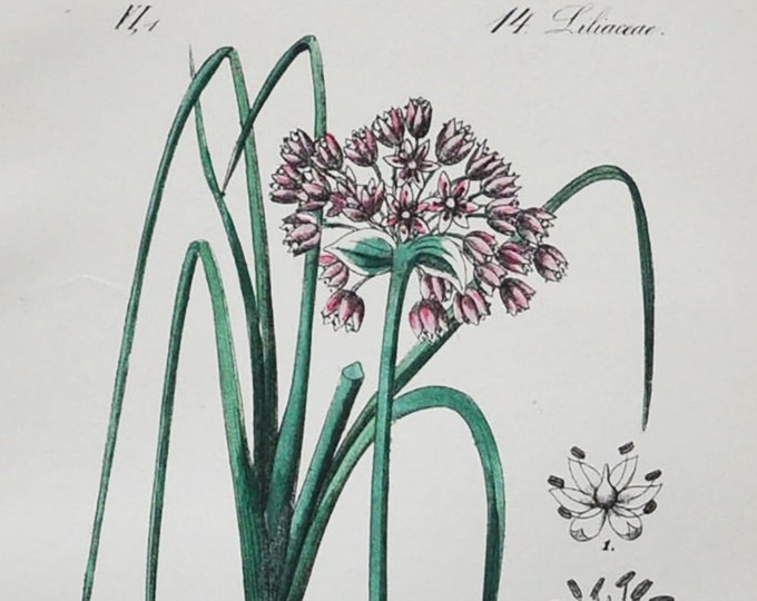 Mountain Garlic Print - Original Antique Botanical Print 1880s -  Allium acutangulum (plant flower seed garden bulb europe perennial greece)