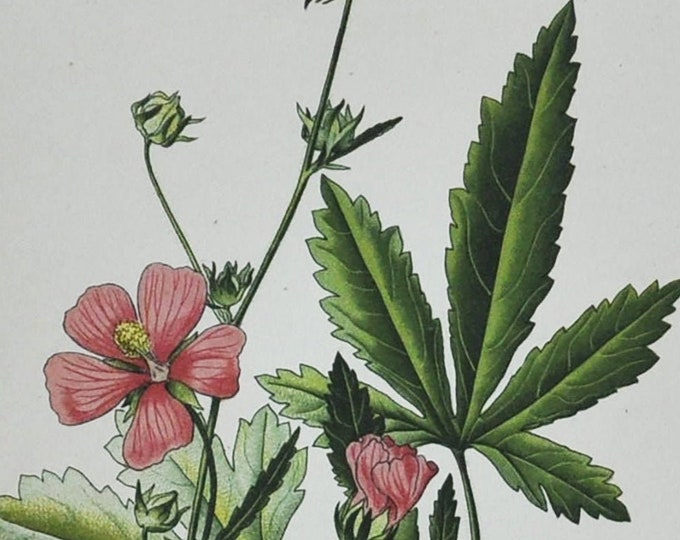Hemp-Leaved Hollyhock Print - Original Antique Botanical Print 1880s - Althaea cannabina (plant flower seed garden palm-leaf marshmallow)
