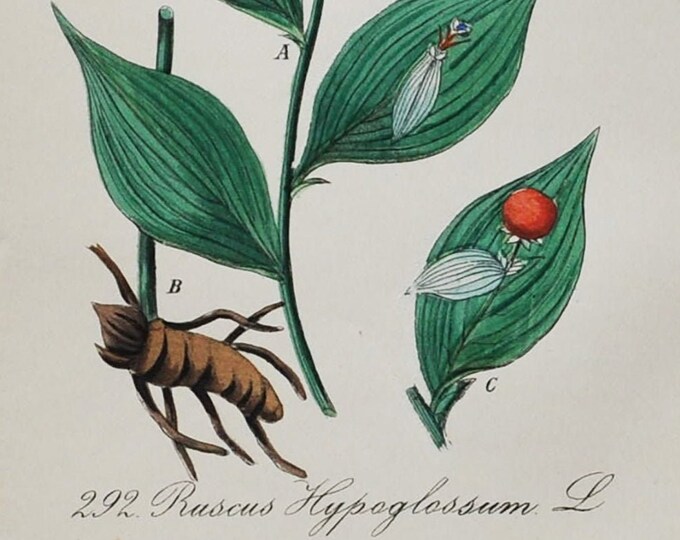 Horse Tongue Lily Print - Original Antique Botanical Print 1880s - Ruscus hypoglossum (plant flower spineless butcher's-broom mouse thorn)