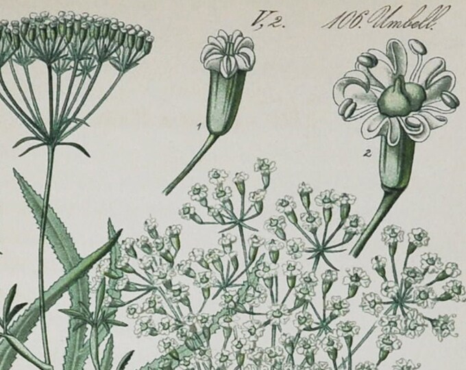 Sickleweed Print - Original Antique Botanical Print 1880s - Falcaria rivini (plant flower garden seed longleaf biennial herb alkaloid white)