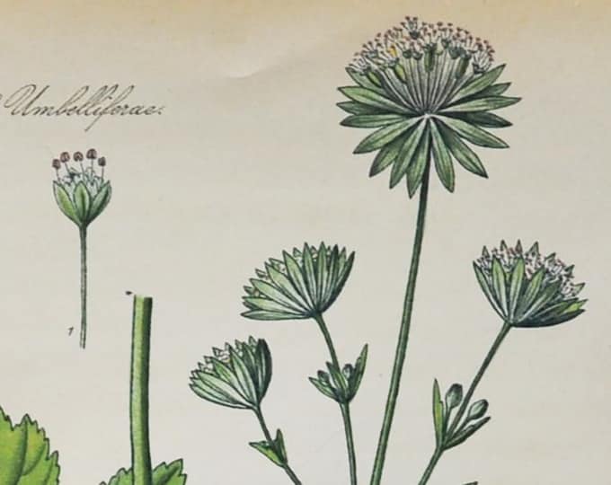 Carnic Masterwort Print - Original Antique Botanical Print 1880s - Astrantia carniolica (plant flower garden seed white beetle perennial)