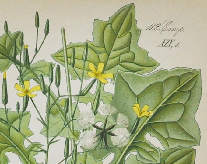 Wall Lettuce Print - Original Antique Botanical Print 1880s - Lactuca muralis (plant flower seed garden yellow perennial milky juice floret)