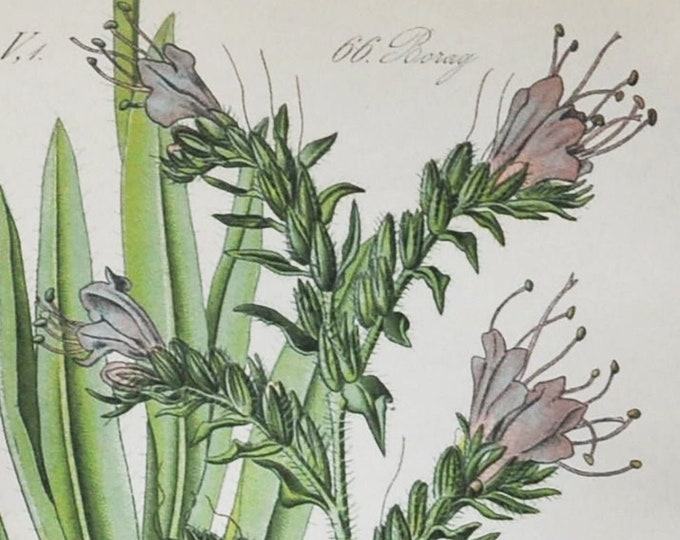 Viper's-Bugloss Print - Original Antique Botanical Print 1880s - Echium vulgare (plant flower garden seed blueweed borage biennial purple)
