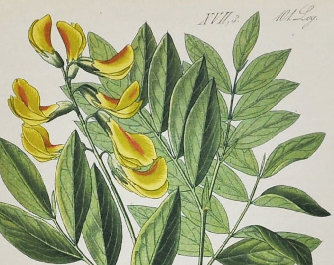 Bitter Vetch or Heath Pea Print - Original Antique Botanical Print 1880s - Orobus luteus (plant flower seed garden europe asia yellow red)