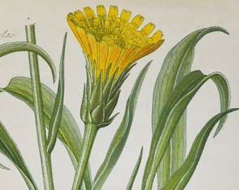 Austrian Dandelion Print - Original Antique Botanical Print 1880s - Scorzonera austriaca (plant flower seed garden yellow Mediterranean)