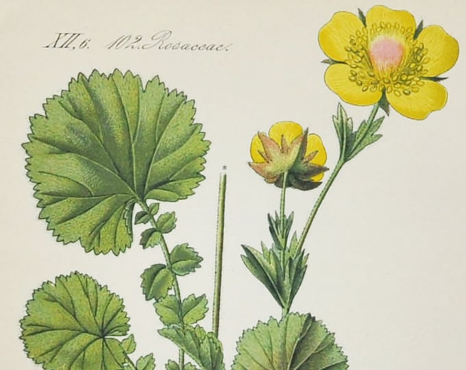 Mountain Avens Print - Original Antique Botanical Print 1880s - Geum pyronaicum (plant flower garden seed perennial herb rose family europe)