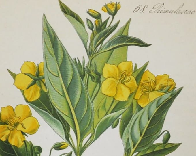Fringed Loosestrife Print - Original Antique Botanical Print 1880s - Lysimachia ciliata (plant flower garden seed yellow evening primrose)