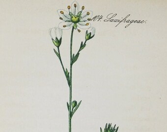 Mossy Saxifrage Print - Original Antique Botanical Print 1880s - Saxifraga hypnoides (plant flower seed garden Dovedale Moss Iceland white)