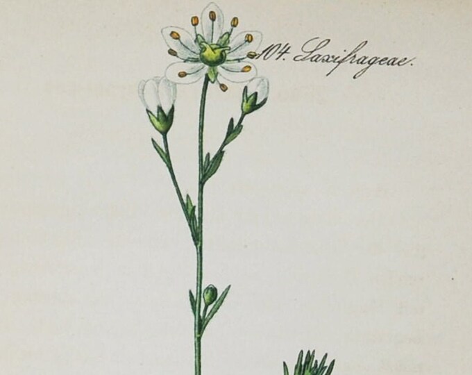Mossy Saxifrage Print - Original Antique Botanical Print 1880s - Saxifraga hypnoides (plant flower seed garden Dovedale Moss Iceland white)
