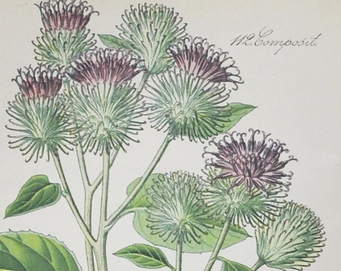 Woolly Burdock Print - Original Antique Botanical Print 1880s - Lappa / Arctium tomentosum (plant flower seed garden downy Philip Miller)