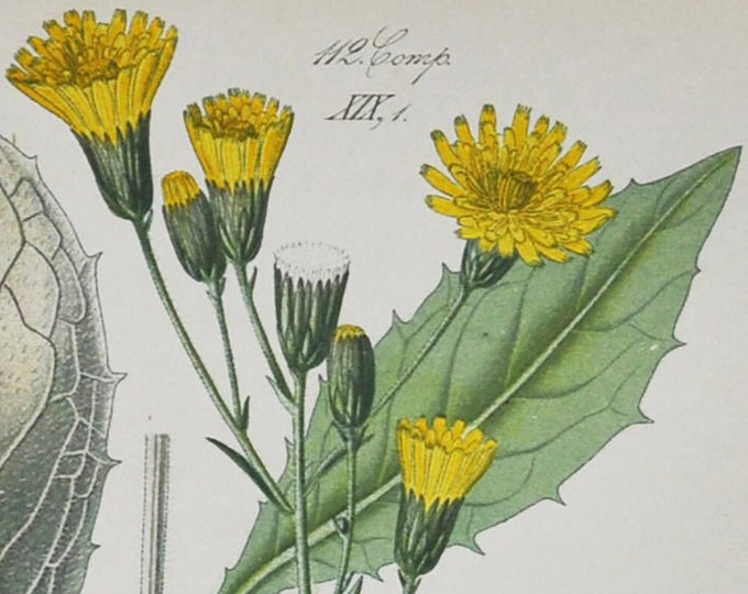 Hawkweed Print - Original Antique Botanical Print 1880s - Hieracium racemosum (plant flower seed garden yellow green hierakion dandelion)