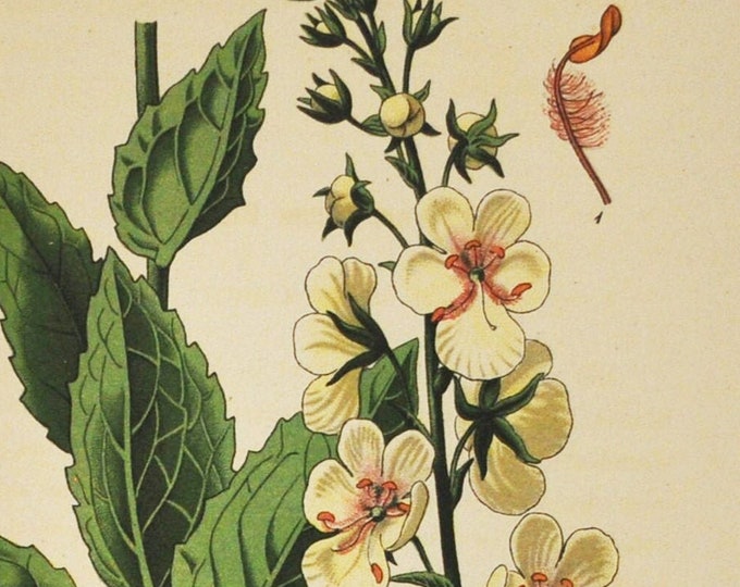 Moth Mullein Print - Original Antique Botanical Print 1880s - Verbascum blattaria (plant flower seed figwort biennial usa canada white)