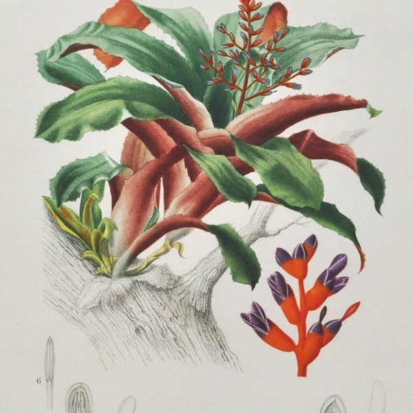 Coralberry - Hand-colored Original Antique Botanical Print - Orbigny engraving 1849 (aechmea discolor bromeliad ornamental plant flower seed