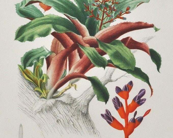Coralberry - Hand-colored Original Antique Botanical Print - Orbigny engraving 1849 (aechmea discolor bromeliad ornamental plant flower seed