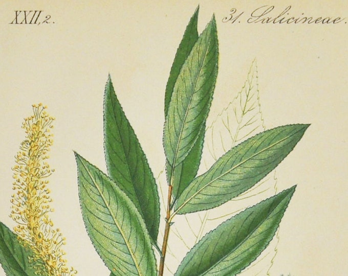 Pointed-Leaved Willow Print - Original Antique Botanical Print 1880s - Salix cuspidata (plant, flower, seed, tree, green, sallow, osier)
