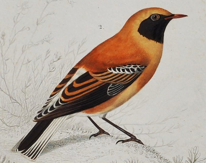 Siberian Rubythroat / Black-Throated Wheatear - Hand-colored Original Antique Bird Print - Orbigny engraving from 1849 (luscinia, saxicola)