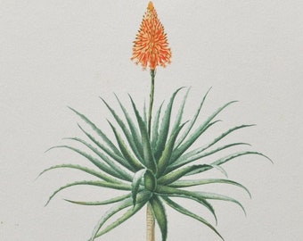 Candelabra Aloe - Hand-colored Original Antique Botanical Print - Orbigny engraving 1849 (aloe fruticosa arborescens krantz vera succulent)