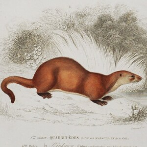 Op de afbeelding: Oude prent met twee illustraties van zoogdieren. De bovenste afbeelding toont een kinkajou op een tak, terwijl de onderste een otter toont. De prent bevat Franse tekst, met de titel "Mammiferes" en wetenschappelijke classificaties.