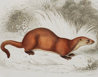 Kinkajou / Otter - Hand-colored Original Antique Animal Print - Orbigny engraving from 1849 (european, asia river, common, old world, potos)