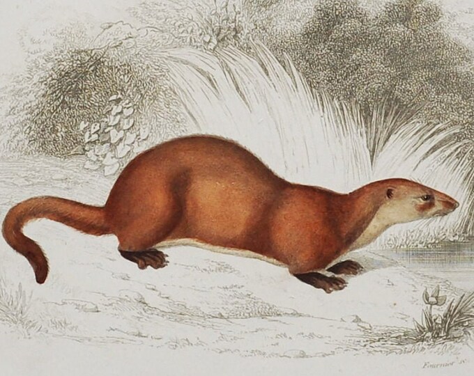Kinkajou / Otter - Hand-colored Original Antique Animal Print - Orbigny engraving from 1849 (european, asia river, common, old world, potos)