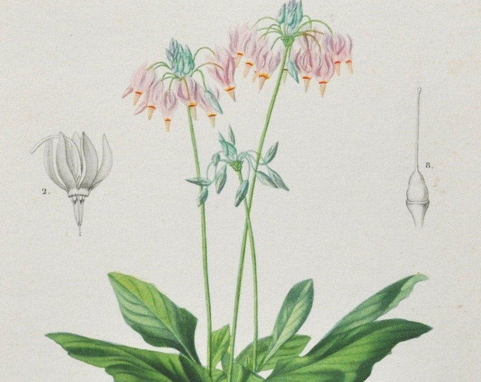 Shooting Star - Hand-colored Original Antique Botanical Print - Orbigny engraving from 1849 (dodecatheon primula meadia pink eastern flower)