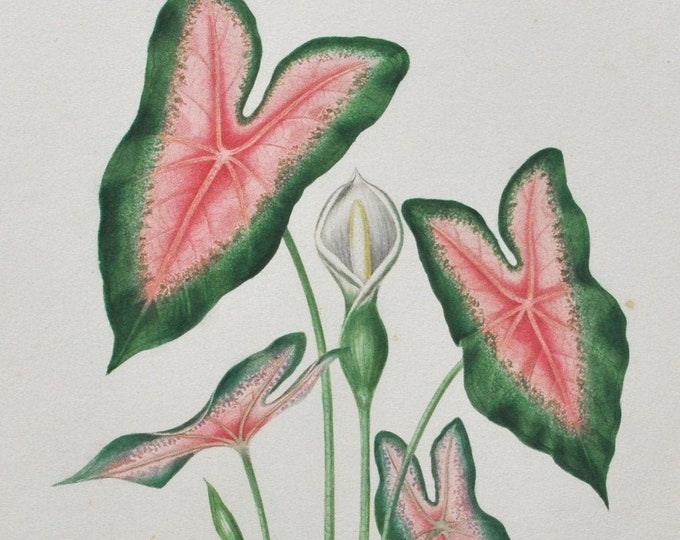 Heart of Jesus - Hand-colored Original Antique Botanical Print - Orbigny engraving 1849 (caladium bicolor caladion elephant ear angel wings)