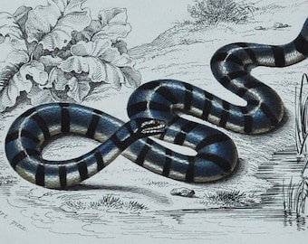 Elephant Trunk Snake / Banded Sea Krait - Hand-colored Original Antique Reptile Print - Orbigny engraving from 1849 (Javan file colubrine)