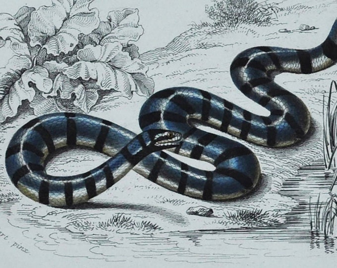 Elephant Trunk Snake / Banded Sea Krait - Hand-colored Original Antique Reptile Print - Orbigny engraving from 1849 (Javan file colubrine)