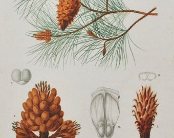 Maritime Pine - Hand-colored Original Antique Botanical Print - Orbigny engraving 1849 (pinus maritima cluster tree flower cone pinaster)