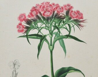 May include: A vintage botanical illustration of a pink flower with green leaves and stems. The illustration is labelled "Caryophyllées. Cellet borde (Dianthus barbatus, L.)" and "Dicotyledones. Pl. 10."