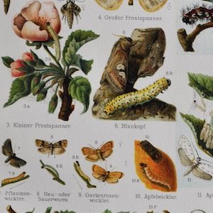 Garden Pests I - Original Antique Insect Print - 1906 (Polilla lacaya, Polilla gitana, Polilla de invierno, Polilla de codling Polilla de la vid Sparganothis pilleriana)